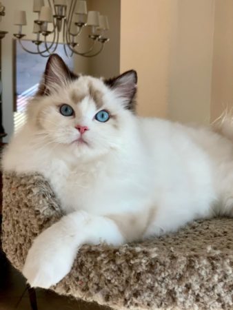 Ruby Ridge Ragdolls Ragdoll Cats – Our Girls - Ruby Ridge Rags