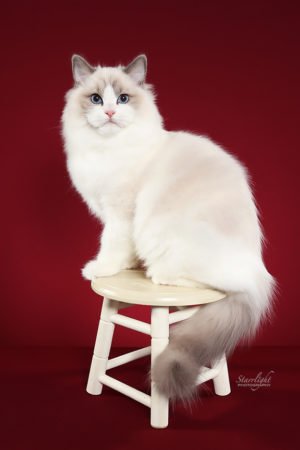 Ruby Ridge Ragdolls Ragdoll Kittens for Sale in California - Ruby Ridge Rags