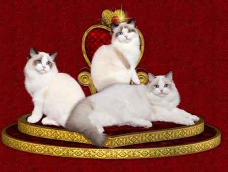 Ruby Ridge Ragdolls Ragdoll Kittens for Sale in California - Ruby Ridge Rags