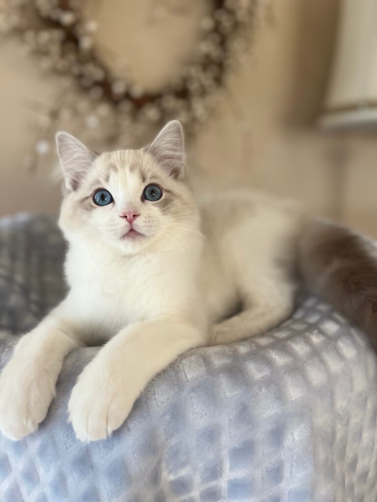 Ragdoll Kittens For Sale - Ruby Ridge Rags